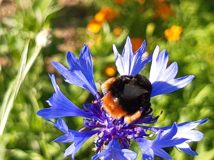 Hummel auf Kornblume (c) Martha Stangl